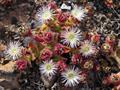 Ice plant